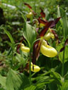 lady's slipper orchid (cypripedium calceolus). 2006-06-16, Sony Cybershot DSC-F828. keywords: orchidaceae, marienfrauenschuh