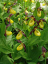 gelber frauenschuh (cypripedium calceolus) || foto details: 2006-06-16, kaisertal valley / austria, Sony Cybershot DSC-F828. keywords: orchidaceae, marienfrauenschuh