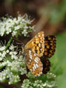 duke of burgundy (hamearis lucina). 2006-06-16, Sony Cybershot DSC-F828.