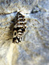 butterfly pupa, probably false heath fritillary (melitaea diamina)
