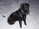 scully's tongue makes an appearance. 2003-12-15, Sony Cybershot DSC-F717. keywords: scully, dog