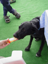 ice-cream. 2004-07-17, Sony Cybershot DSC-F717. keywords: scully, dog