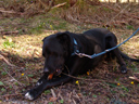 chewing on a pinecone. 2006-04-08, Sony Cybershot DSC-F828. keywords: scully, dog