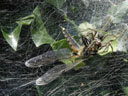 spider, feeding on a dragonfly. 2006-07-04, Sony Cybershot DSC-P93. keywords: spider, feed, feeds, dragonfly, web, spiderweb, eat