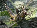 powerful chelicers, biting into the dragonfly's head. 2006-07-04, Sony Cybershot DSC-P93. keywords: spider, feed, feeds, dragonfly, web, spiderweb, eat