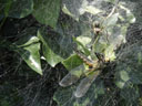 spinne im anmarsch - die libelle war hier bereits gelähmt || foto details: 2006-07-04, rum, austria, Sony Cybershot DSC-P93. keywords: spider, feed, feeds, dragonfly, web, spiderweb, eat