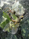 die spinne versucht, die libelle an einen geschützten platz zu ziehen || foto details: 2006-07-04, rum, austria, Sony Cybershot DSC-P93. keywords: spider, feed, feeds, dragonfly, web, spiderweb, eat