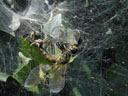 ...doesn't work, so it starts feeding right away. 2006-07-04, Sony Cybershot DSC-P93. keywords: spider, feed, feeds, dragonfly, web, spiderweb, eat