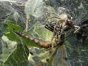 a red spot shows up in the dragonfly's compound eye. 2006-07-04, Sony Cybershot DSC-P93. keywords: spider, feed, feeds, dragonfly, web, spiderweb, eat