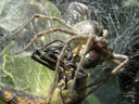 im libellen-komplexauge bildet sich ein roter fleck || foto details: 2006-07-04, rum, austria, Sony Cybershot DSC-P93. keywords: spider, feed, feeds, dragonfly, web, spiderweb, eat