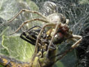 a red spot shows up in the dragonfly's compound eye. 2006-07-04, Sony Cybershot DSC-P93. keywords: spider, feed, feeds, dragonfly, web, spiderweb, eat