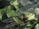 dragonfly, sucked empty. 2006-07-04, Sony Cybershot DSC-P93. keywords: spider, feed, feeds, dragonfly, web, spiderweb, eat