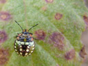 cute little colourful bug, about 4mm in size