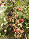 blackberries (rubus fruticosus agg.) in all stages of ripeness. 2006-07-25, Sony Cybershot DSC-F828.