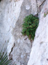 even in this dry climate: individual plants growing on rock faces. 2006-07-25, Sony Cybershot DSC-F828.