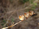 . 2006-07-25, Sony Cybershot DSC-F828. keywords: dried seed head, seed capsules, capsule, open, dried