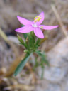pink flower, with spiral stamina