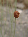 i walked by that potter wasp cell again, and this time it had been closed. 2006-07-28, Sony Cybershot DSC-F828.