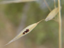 more insect eggs on grasses & twigs.... 2006-07-28, Sony Cybershot DSC-F828.