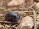 i thought this was a pretty big woodlouse (oniscidea), until i read about giant isopods (link)