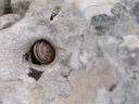 . 2006-07-28, Sony Cybershot DSC-F828. keywords: snail-shell, rock, stone, hole