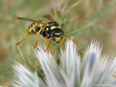 a wasp - barely touching the globe thistle that it's sitting on. 2006-07-28, Sony Cybershot DSC-F828.