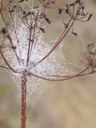 water droplets in a spiderweb. 2006-07-28, Sony Cybershot DSC-F828. keywords: extremely high humidity, raindrop, raindrops, hohe luftfeuchtigkeit, regentropfen, wassertropfen, tautropfen, dew drops