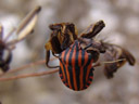 striped shield bug (graphosoma lineatum). 2006-07-28, Sony Cybershot DSC-F828.