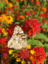 painted lady (vanessa cardui), underside. 2006-07-21, Sony Cybershot DSC-F828. keywords: cynthia cardui, ventral, lateral, butterfly