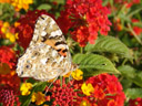 painted lady (vanessa cardui), underside. 2006-07-21, Sony Cybershot DSC-F828. keywords: cynthia cardui, ventral, lateral, butterfly