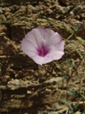 a bindweed, probably the riviera bindweed (convolvulus  althaeoides?)