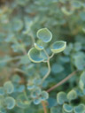 sarcocapnos saetabensis