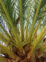 a palm, from below