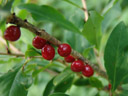 red mezereon berries (daphne mezereum). 2006-08-19, Sony Cybershot DSC-F828.