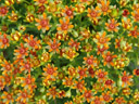 yellow mountain saxifrage (saxifraga aizoides)