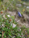 bellflower bud (campanula sp.). 2006-08-19, Sony Cybershot DSC-F828.