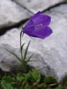 bellflower (campanula sp.)