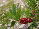 mezereon (daphne mezereum), with berries. 2006-08-19, Sony Cybershot DSC-F828.