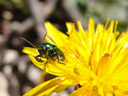 green bug. 2006-08-19, Sony Cybershot DSC-F828.