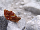 shepherd's fritillary (boloria sp. - probably b. pales). 2006-08-19, Sony Cybershot DSC-F828.