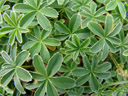 lady's mantle (alchemilla alpina agg.), leaves