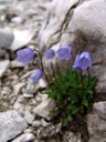 bellflower (campanula sp.). 2006-08-19, Sony Cybershot DSC-F828.