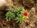 yellow mountain saxifrage (saxifraga aizoides)