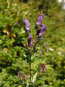 monkshood (aconitum napellus). 2006-08-19, Sony Cybershot DSC-F828. keywords: wolfsbane, aconite, european monkshood, common monkshood, mönchskappe, fischerkappe, reiterkappe, gifthut, sturmhut, venuswagen, venuskutsche, würgling, ziegentod