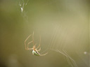 a spider, building its spiderweb (video snapshot). 2006-09-10, Sony Cybershot DSC-F828.