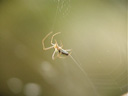 a spider, building its spiderweb (video snapshot). 2006-09-10, Sony Cybershot DSC-F828.