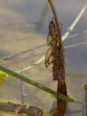anscheinend der beste stängel im teich zum schlüpfen || foto details: 2006-08-18, rum, austria, Sony Cybershot DSC-F828. keywords: dragonfly, libelle, libellenlarve, larvae, skin