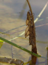apparently the most ideal stem in the pond for a dragonfly to hatch.... 2006-08-18, Sony Cybershot DSC-F828. keywords: dragonfly, libelle, libellenlarve, larvae, skin