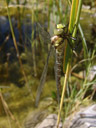 southern hawker (aeshna cyanea). 2006-08-18, Sony Cybershot DSC-F828.
