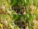 southern hawker's wingbeat (aeshna cyanea). 2006-09-01, Sony Cybershot DSC-F828. keywords: dragonfly, libelle